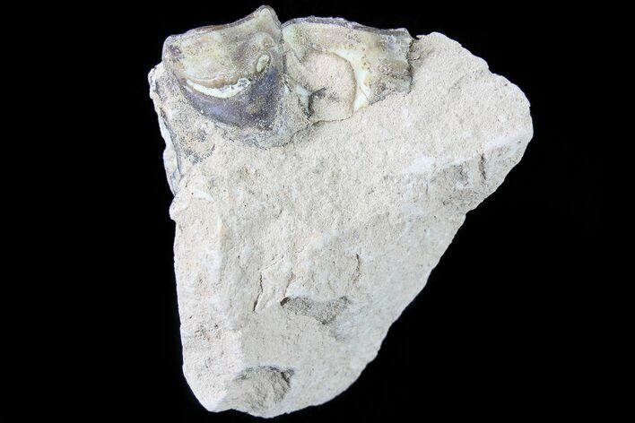 Oreodont Jaw Section With Teeth - South Dakota #81957